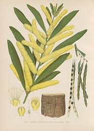 Image result for Acacia longifolia