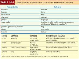 Respiratory System Respiratory System N Main Functions N