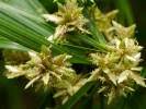 Image result for Cyperus chersinus