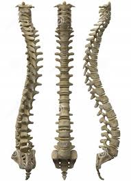 Computer sciences the first internet backbone was invented to assist in the attempt to share supercomputers. Back Bones Structure Human Anatomy Diagram Human Spine Human Pictures Side Tattoos