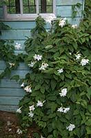 Image result for dipladenie suaveolens obrázek