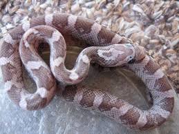 Black And White Corn Snake Morph Pin By Jolie May On Creatures Pet Snake Corn Snake Cute Snake