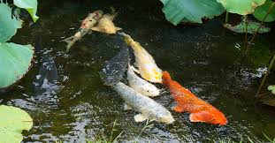 1200 x 600 jpeg 67kb. Standard Care Of Koi Fish Aquatic Veterinary Services