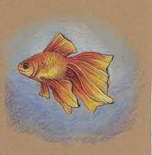 Knowing how to draw a goldfish is very important. My Daily Art Goldfish Is A Symbol Of The Fulfillment Of Desires A Step By Step Review Steemit
