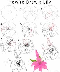 How To Draw A Lily Step By Step Jpg 708 850 Flower Drawing Tutorials Flower Drawing Flower Sketches How to draw a flower step by step in 6 minutes!after uploading my previous rose video with real time i was thinking that i should continue this so i made. pinterest