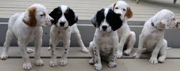 Black And White English Pointer Puppy English Pointer Puppies Coat And Colour Coat Short Dense Smooth With A Sheen Liver Lemon Bla English Pointer Puppy English Pointer Dog English Pointer