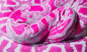 Abstract Pink Snake Pink Snake Baby Pink Aesthetic Pink Aesthetic