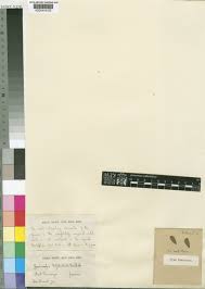 Image result for Humularia elisabethvilleana