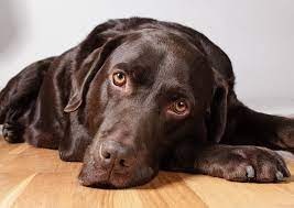 Do Chocolate Labs Have Shorter Lifespans Because Of Their Coat Color