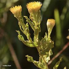 Image result for Helichrysum setosum