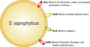 Image result for Staphylococcus Saprophyticus