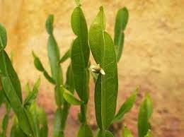 Propiedades De La Carqueja Plantas Medicinales Tipos De Plantas Plantas