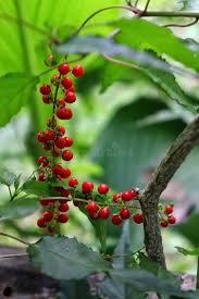 Image result for Petiveriaceae