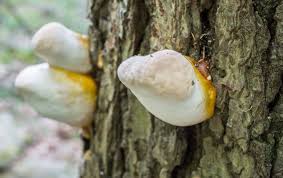 Image result for Ganoderma tsugae