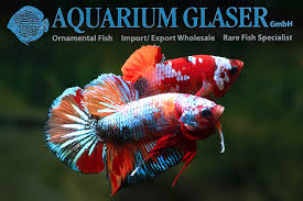 Hi, this time we made video collection of betta candy nemo top grade that we get from bettas lover all over the world. Betta Splendens Pla Kat Halfmoon Galaxy Candy Aquarium Glaser Gmbh