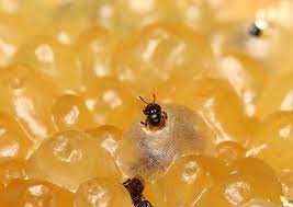 In many ant and termite species, for example, colony defence is performed by. A Potential Treasure Trove Is Found In Malaysia S Stingless Bees Singapore Food Health Lifestyle