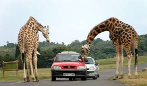 Maybe you would like to learn more about one of these? Safaripark Wikipedia