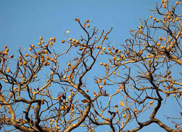 Image result for Schinziophyton rautanenii