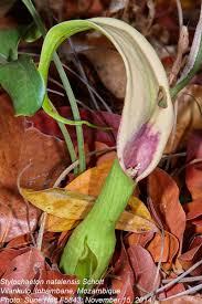 Image result for Stylochaeton