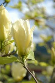 Image result for magnolia genia