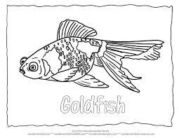 Check the boxes in the sidebar to filter your results, or use the search bar to find that perfect science fair project or experiment your child will be sure to love. Aquarium Coloring Pages Fish Coloring Page Fish Coloring Pages Fish Coloring