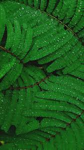 Pin By Oleg Silantev On Oboi Green Leaf Wallpaper Leaf Wallpaper Green Wallpaper