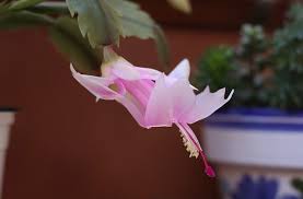 If your christmas cactus leaves are purple instead of green, or if you notice christmas cactus leaves turning purple on edges, your plant is telling you. Christmas Cactus Turning Yellow Purple Or White Ready To Diy