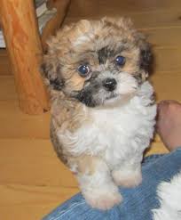 Fuzzybear puppies fluffy teddy bears. Fuzzybear Puppies Fluffy Teddy Bears Home Facebook