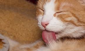 But an indoor cat's happiness may be harder to notice—and achieve. 25 Signs Of A Happy Indoor Cat Indoor Cat Mom
