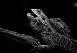 Beautiful Black And White Photos Of Animals I Can Has Sunlight Black And White White Photography Animal Photography