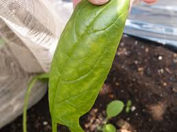 ほうれん草の葉が黄色く元気が無い場合 新築の庭で家庭菜園ブログ