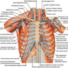 Anatomynote.com found chest muscle anatomy from plenty of anatomical pictures on the internet. Pdf Chest Wall Reconstruction