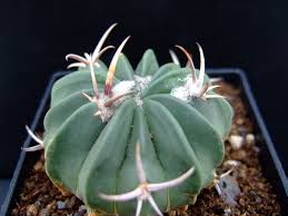 The cactus and succulent journal of great britain. Stenocactus Coptonogonus Wikipedia