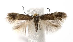 Image result for Stigmella lapponica