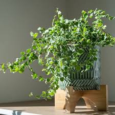 Image result for Ficus pygmaea