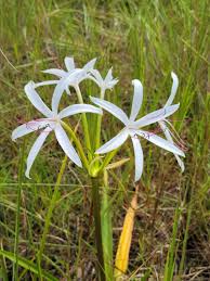 Image result for Crinum harmsii