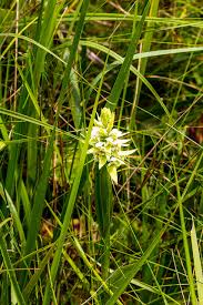 Image result for Satyrium trinerve