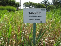 Image result for Urochloa arrecta