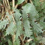 Image result for Pteris atrovirens