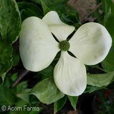 Hgtv.com showcases small trees for tight spaces, including tulip tree, flowering crabapple, dogwood, fringe tree and red buckeye. Cornus Venus White Flowering Dogwood 7 Gal Mile Tree Lawn Garden