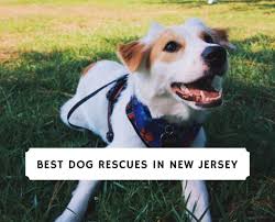 Thanks so much for your help. Best Dog Rescues In New Jersey 2021 Top 6 Picks We Love Doodles