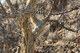 Image result for Commiphora tenuipetiolata