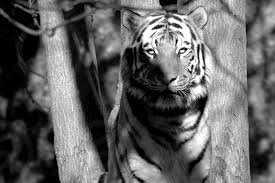 Tiger In The Shadows Black And White Photography Fine Art Photography Animal Photography Animals Tiger Nature Nature Photography Shadows By Kristi Henigar Photo Stock Snapwire