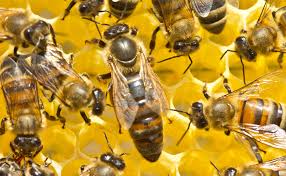 Image result for Queen bee