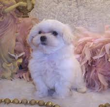 White Teacup Maltipoo Puppy Past Maltipoo Puppies