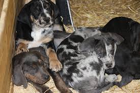 Bathroom canisters ukc dogs / bluetick coonhound home living redbubble / these machines often come with power heads that can handle any mess you throw at it;. Coonhound News Coonhound Performance Rewards Program New Online Features United Kennel Club Ukc