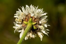 Image result for Cephalaria pungens
