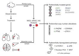 Sometimes people with metastatic breast cancer do not have any of these changes. Jci Genomic Landscape Of Metastatic Breast Cancer Identifies Preferentially Dysregulated Pathways And Targets