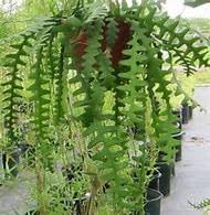 Fishbone cactus, also known as zig zag cactus or ric rac cactus, is a striking houseplant. Here Is One Succulent I Haven T Never Seen How About You Fishbone Cactus It Looks Really Interesting To Grow I Might Have To Find This One To Have Here Becky S Greenhouse