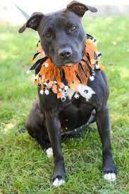 Humane Society Of Indianapolis Dog Profile Dogs Cat Adoption Humane Society